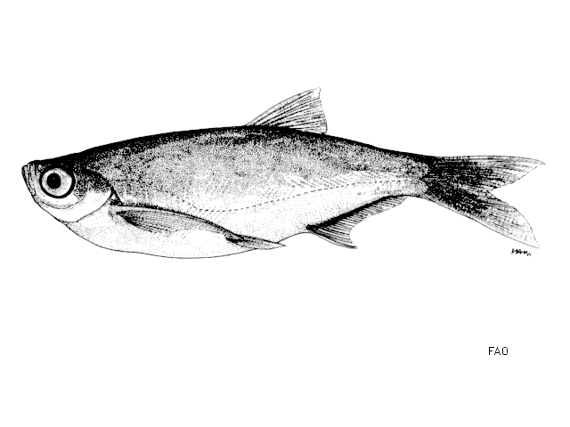 (Paralaubuca) Род ПАРАЛАУБУКИ 5 видов